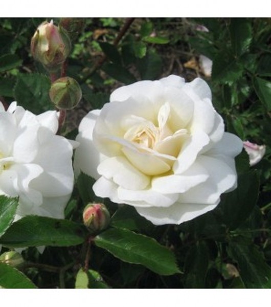 PROSPERITY (Historic) (Hybrid Musk) Garden Roses Pococks Roses